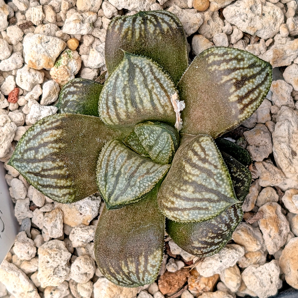 Haworthia  hybrid series PP645 (Copy)