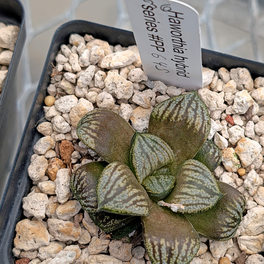 Haworthia  hybrid series PP645 (Copy)