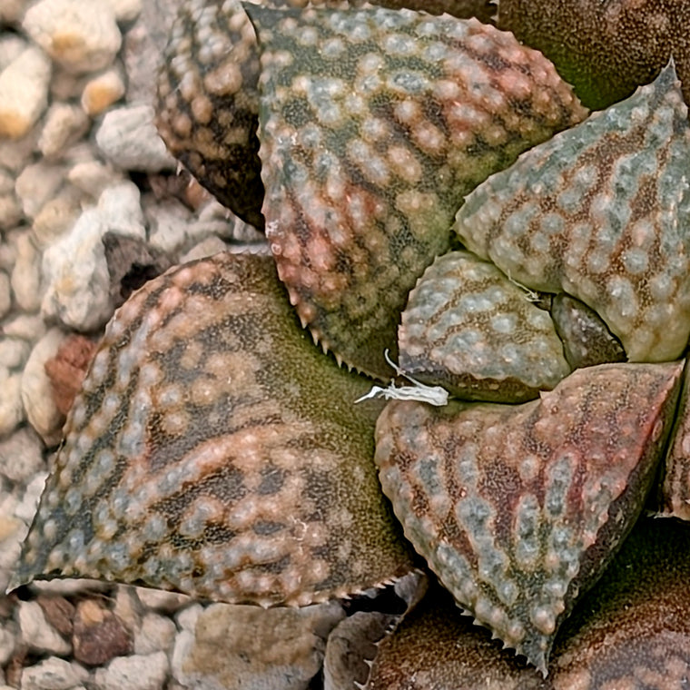 Haworthia  hybrid series PP649 #34