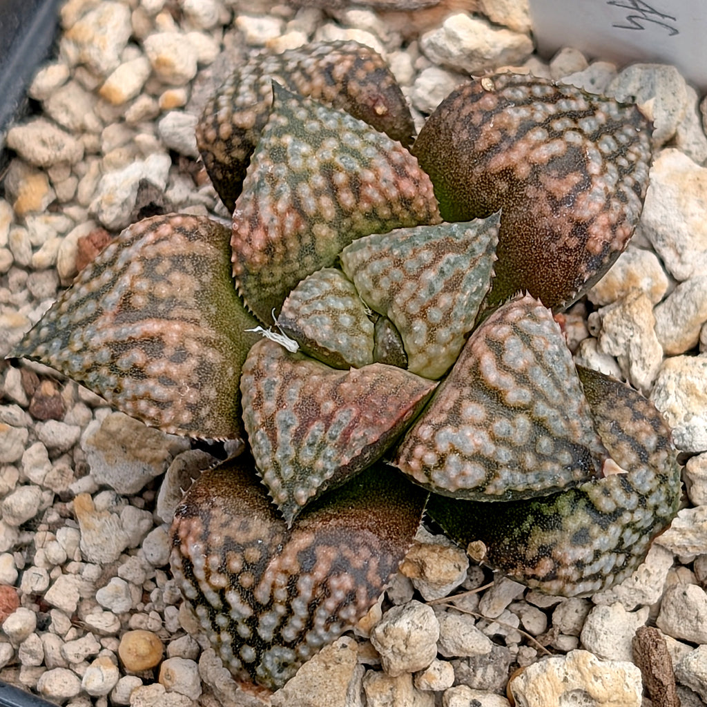 Haworthia  hybrid series PP649 #34