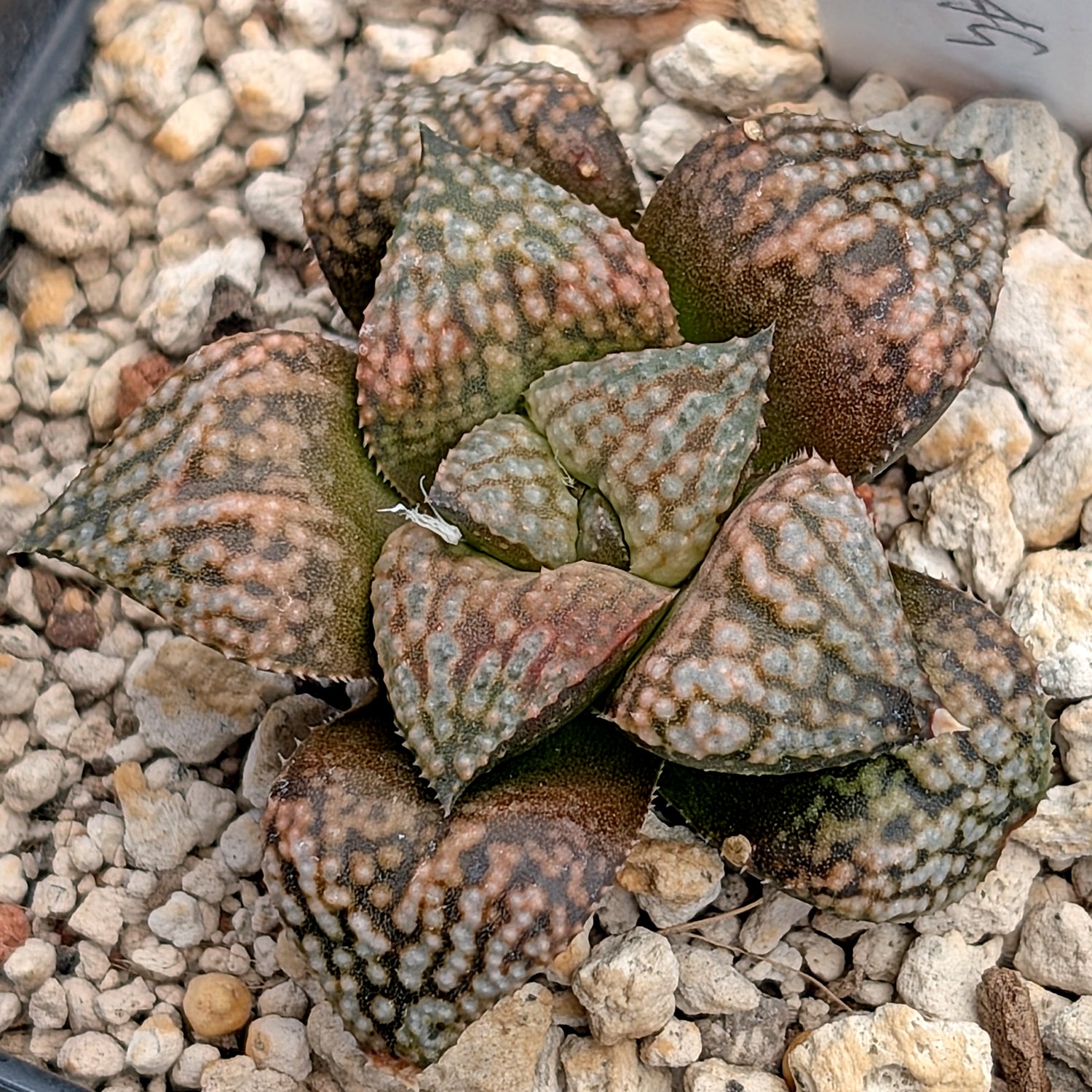 Haworthia  hybrid series PP649 #34