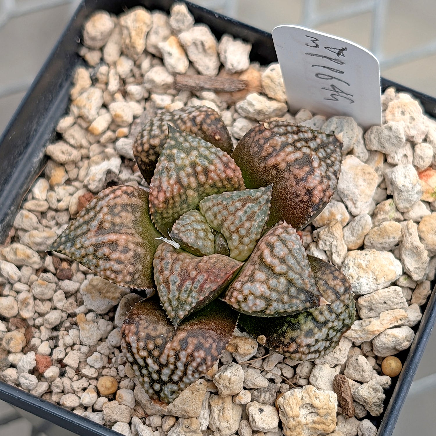 Haworthia  hybrid series PP649 #34