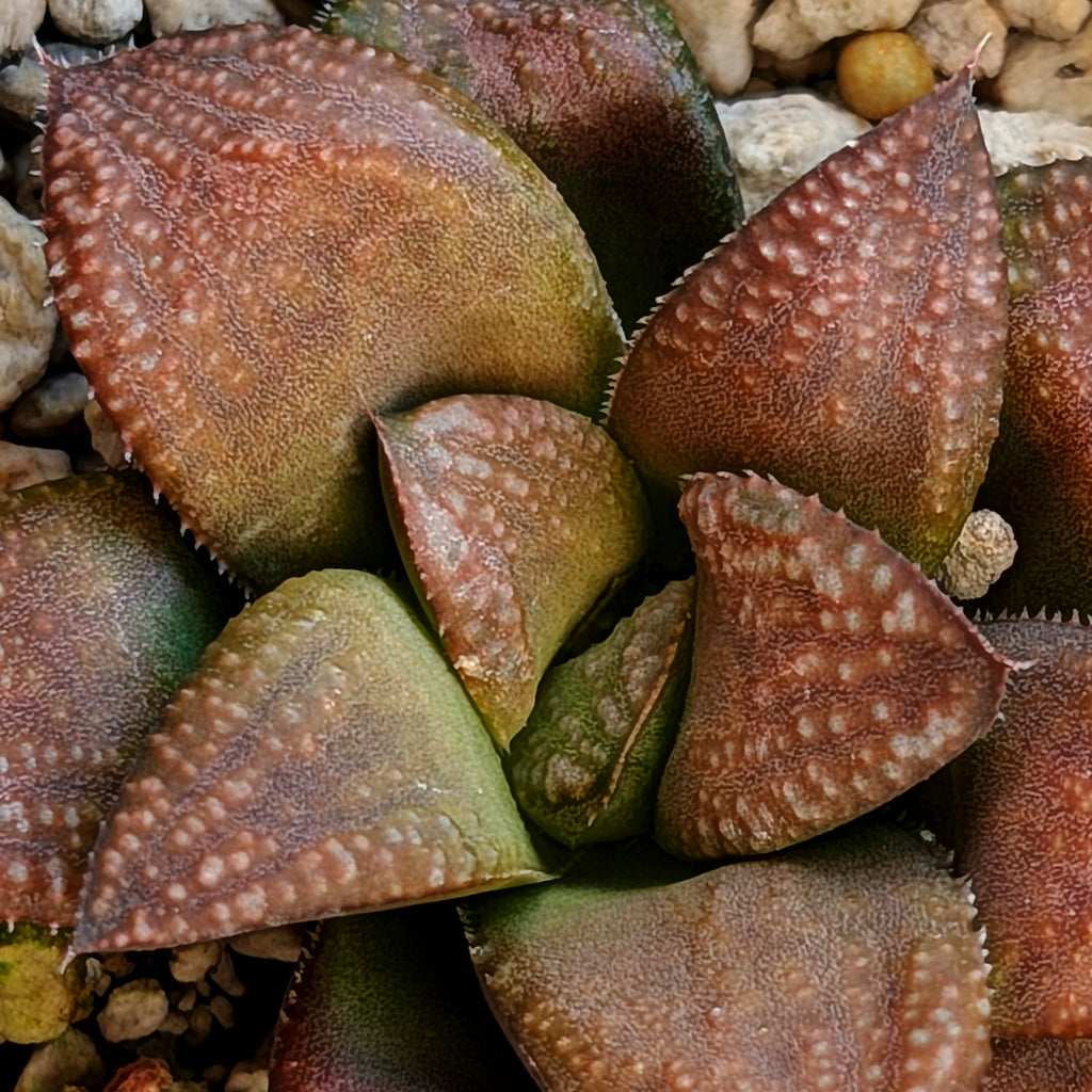 Haworthia PP658 hybrid series #24
