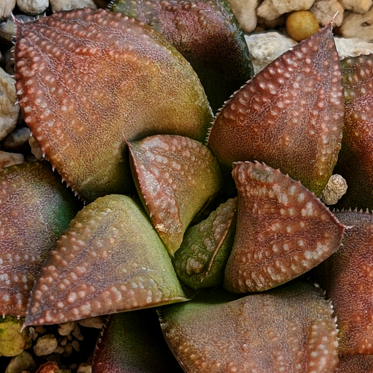 Haworthia PP658 hybrid series #24
