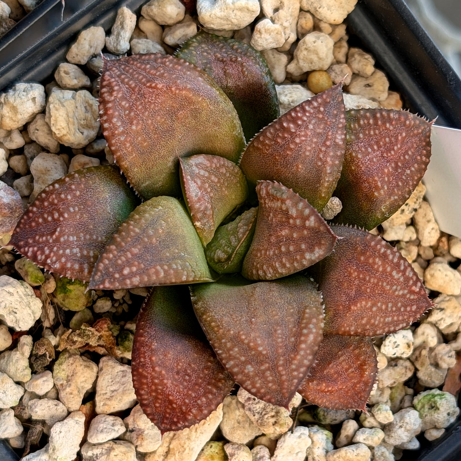 Haworthia PP658 hybrid series #24