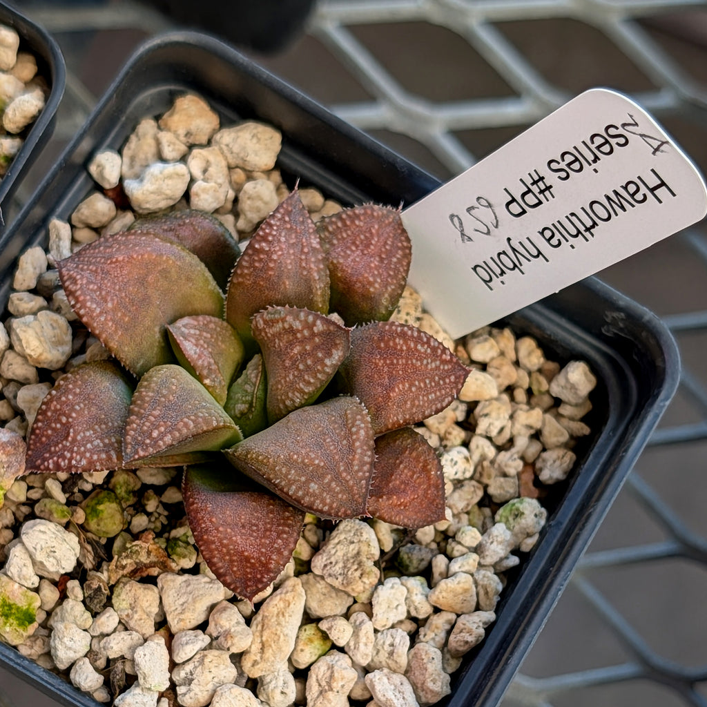 Haworthia PP658 hybrid series #24