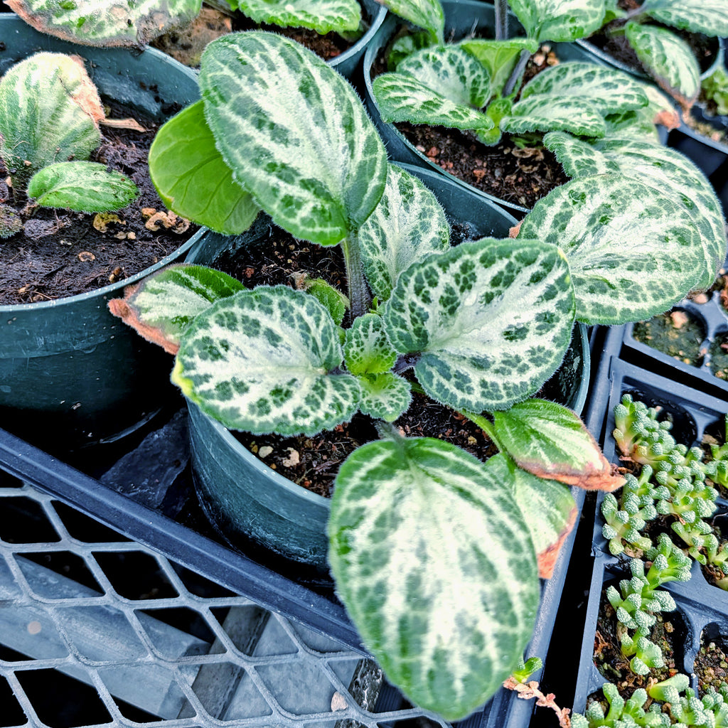 Primulina ‘Loki’ flowering sized plants in 5.5 inch pots