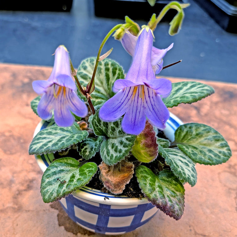 Primulina ‘Loki’ flowering sized plants in 5.5 inch pots