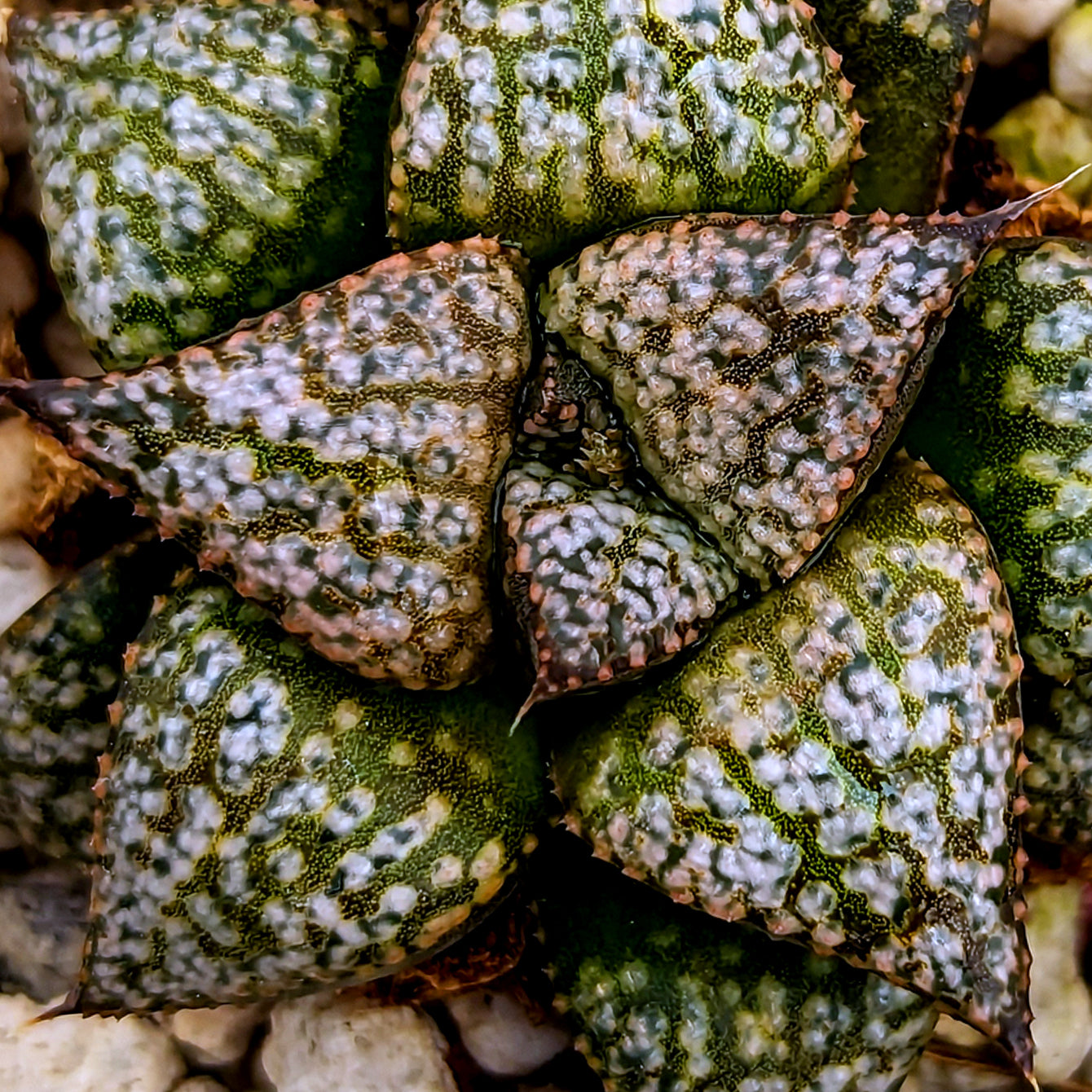 Haworthia "Scarlet Begonias" PP26 TC plants