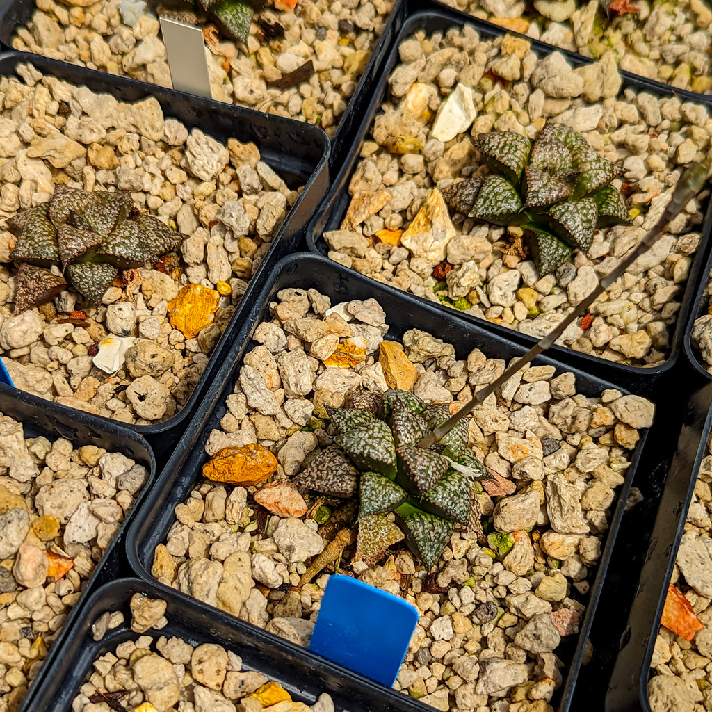 Haworthia "Scarlet Begonias" PP26 TC plants