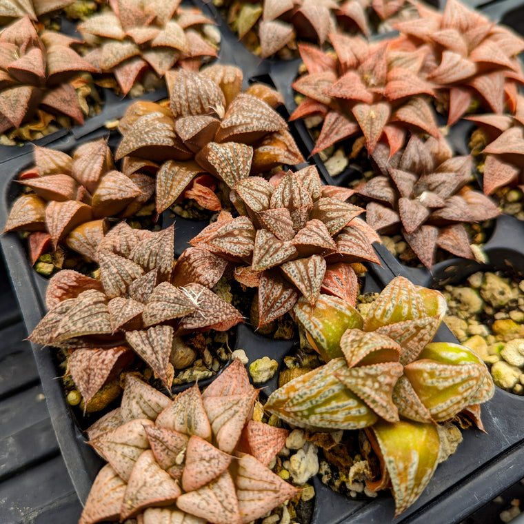 Haworthia Lovers' Special: 7 plants for $55!