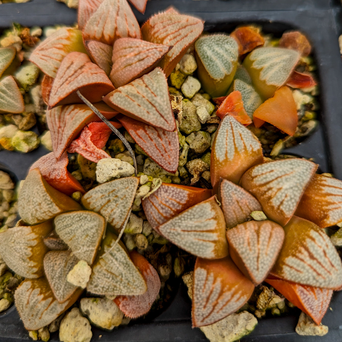 Haworthia Lovers' Special: 7 plants for $55!