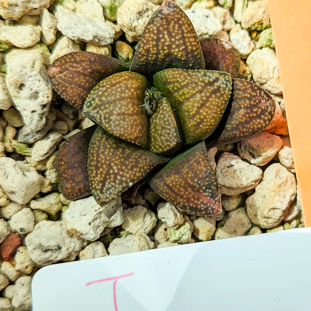 Haworthia hybrid series PP502 #t SOLD OUT