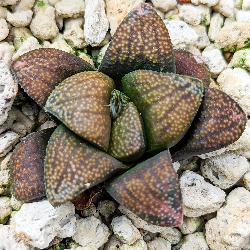 Haworthia hybrid series PP502 #t SOLD OUT