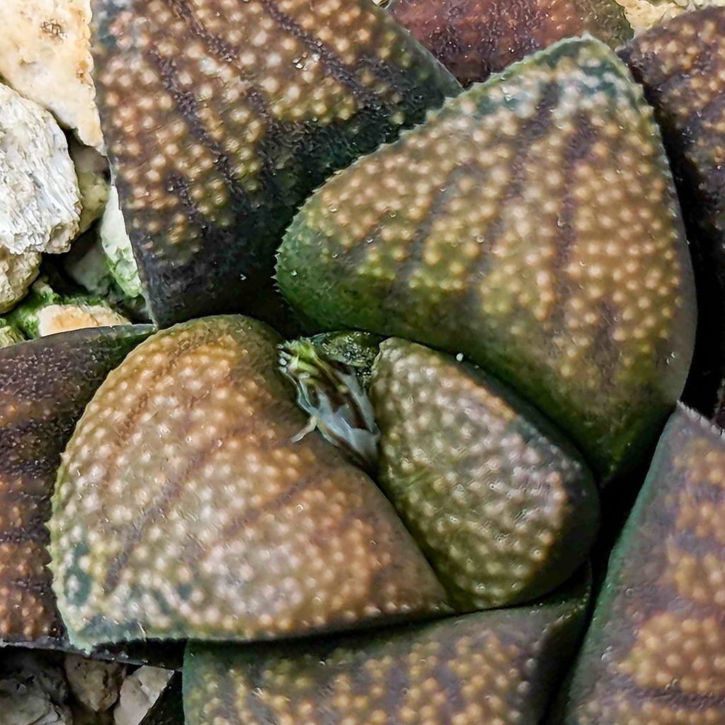 Haworthia hybrid series PP502 #t SOLD OUT