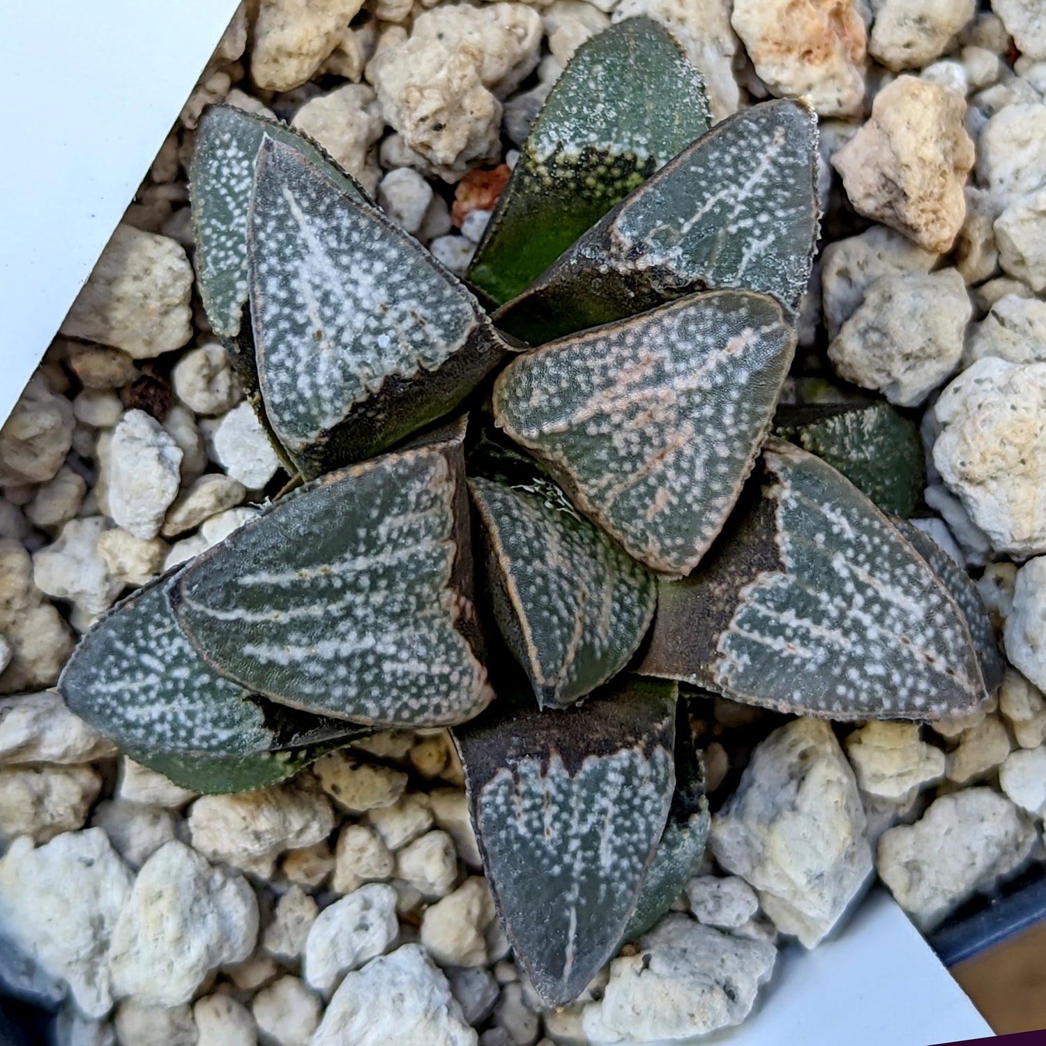 Haworthia groenewaldii hybrid series PP414 #10 SOLD OUT