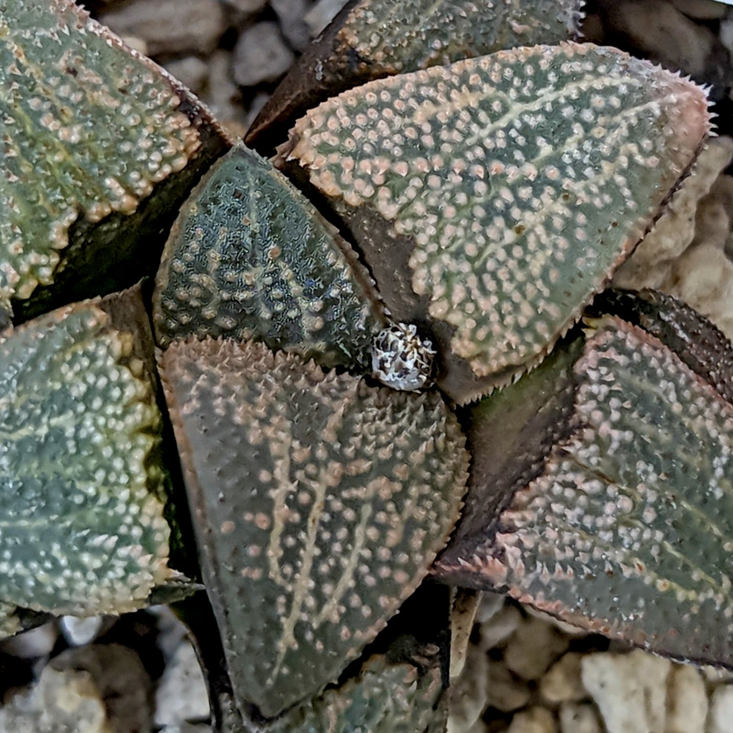 Haworthia groenewaldii hybrid series PP414 #11 SOLD OUT