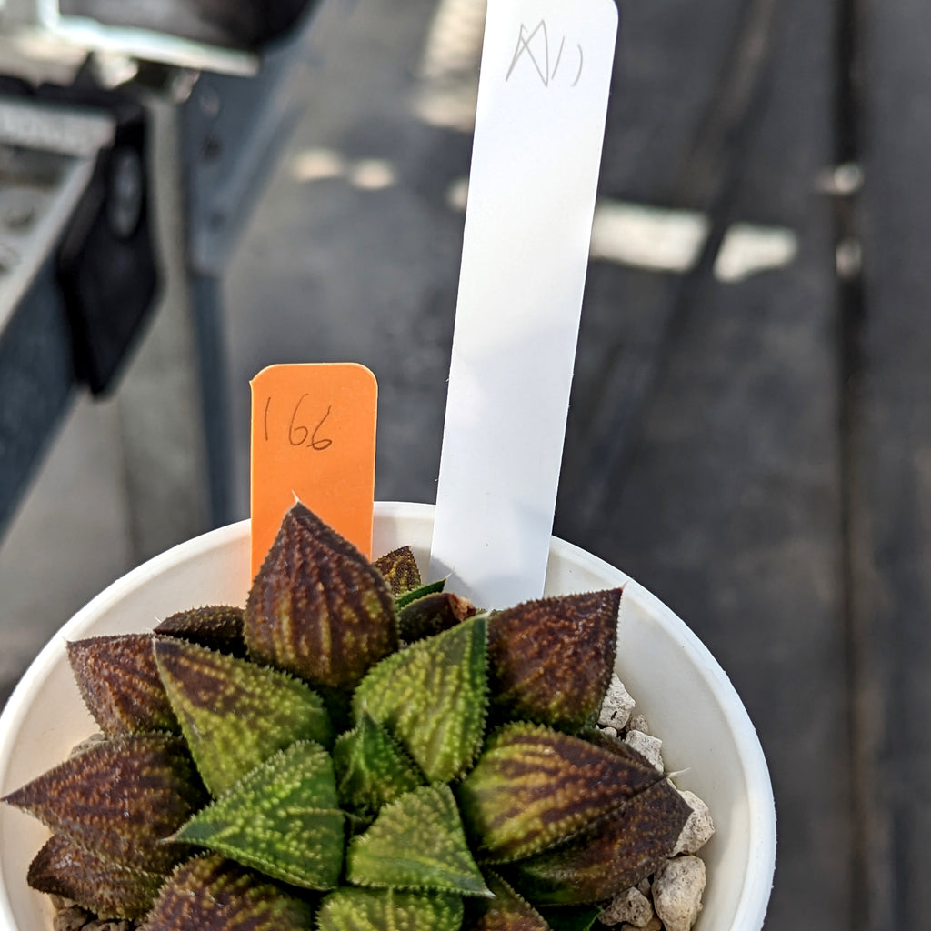 Haworthia  hybrid series PP166 #a11 SOLD OUT