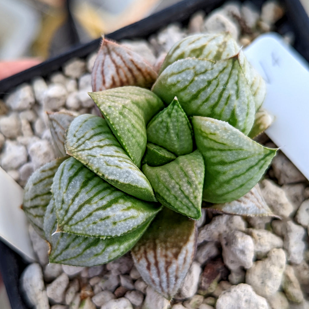 Haworthia  hybrid series PP176 #a14 SOLD OUT