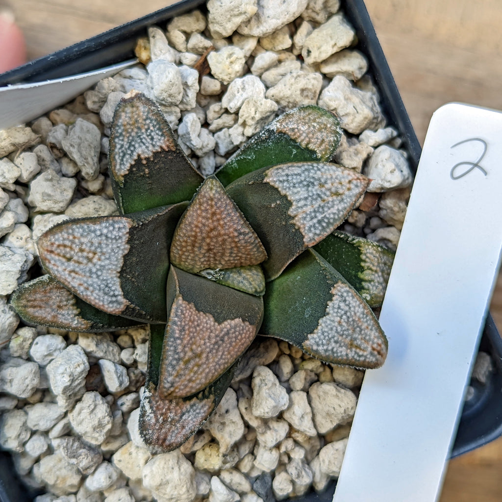 Haworthia groenewaldii hybrid series PP414 #2 SOLD OUT