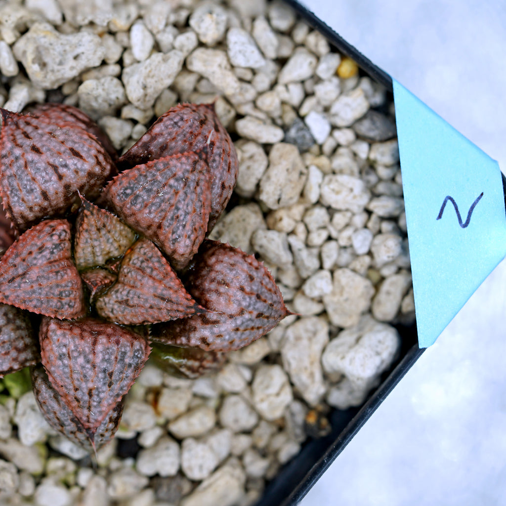 Haworthia "Scarlet Begonias" PP75 series SOLD OUT