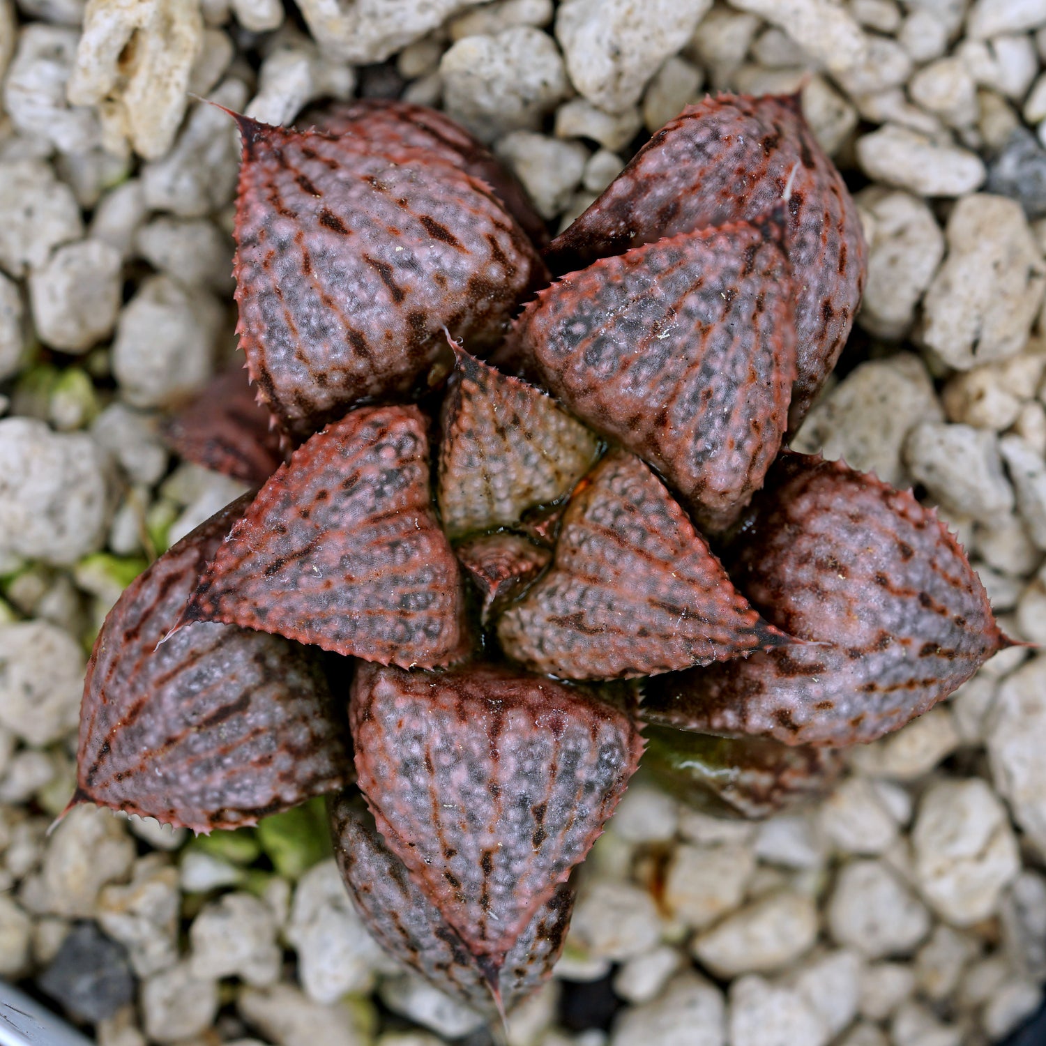 Haworthia "Scarlet Begonias" PP75 series SOLD OUT