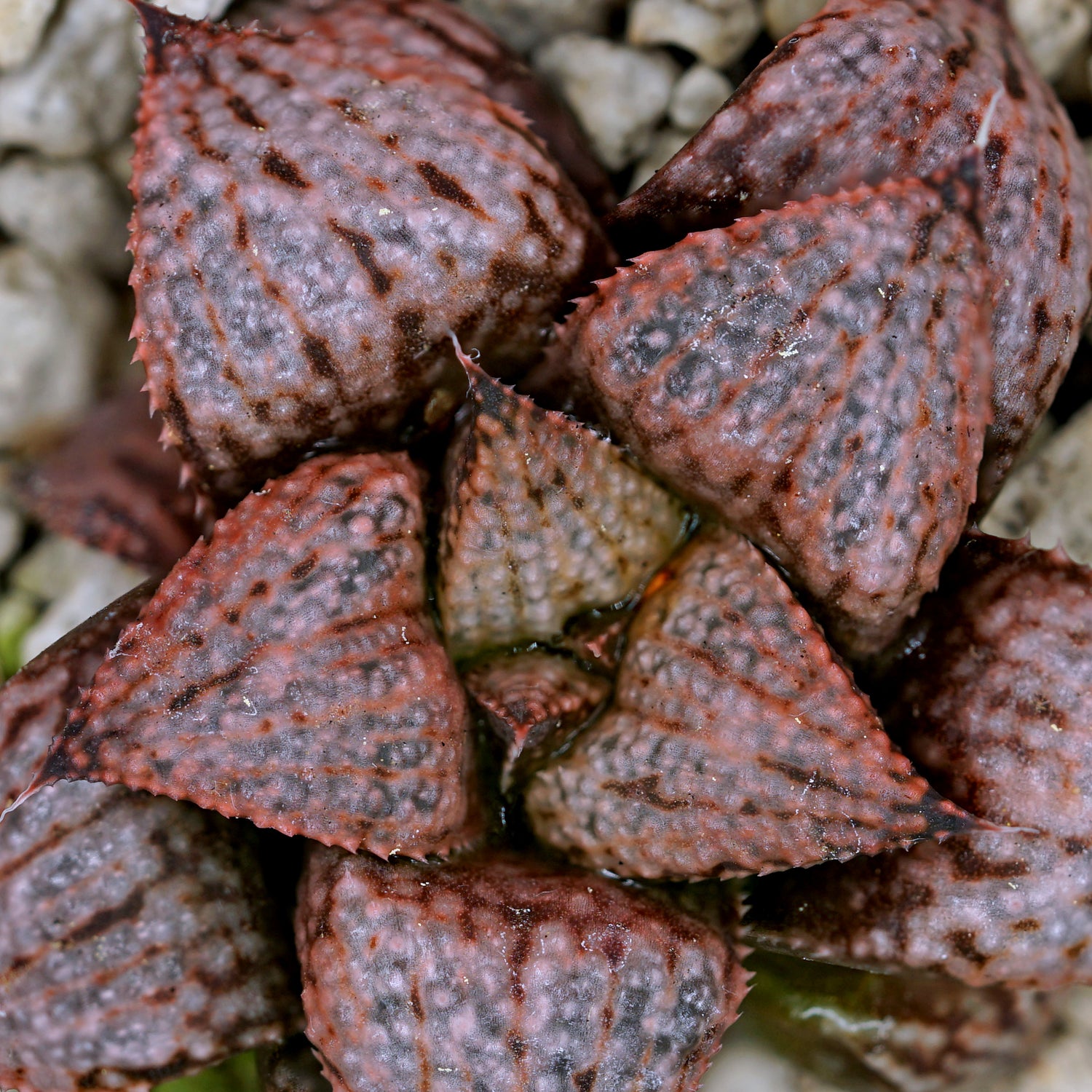 Haworthia "Scarlet Begonias" PP75 series SOLD OUT