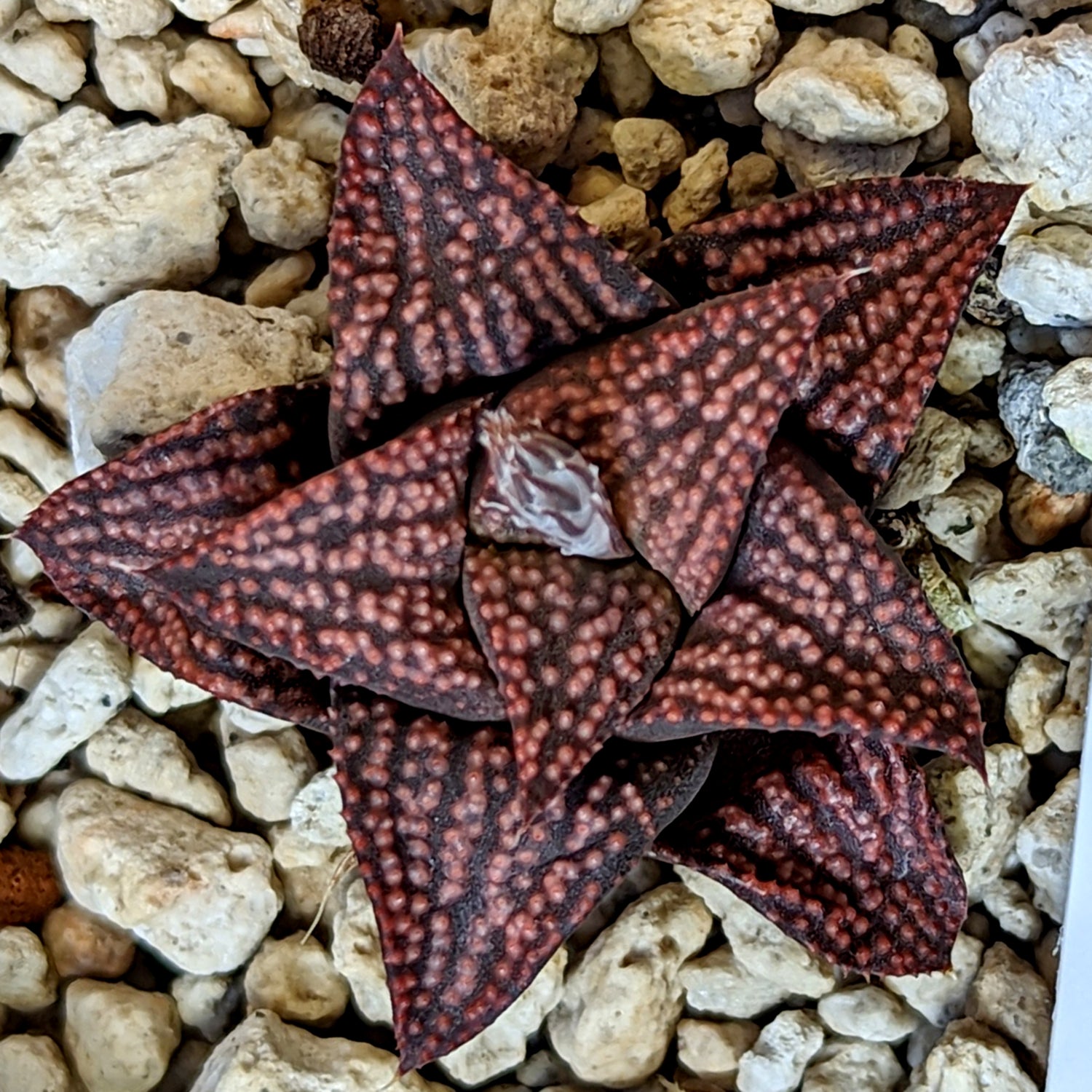 Haworthia "Black Star" hybrid series PP534,  #24 SOLD OUT