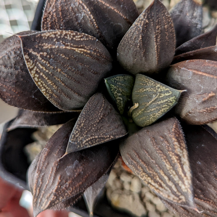 Haworthia  hybrid series PP244 #a1 SOLD OUT