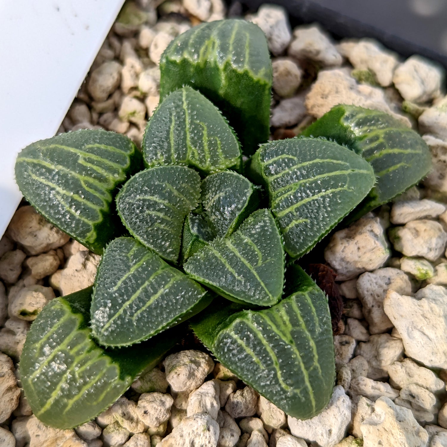 Haworthia  hybrid series PP253 #a15 SOLD OUT