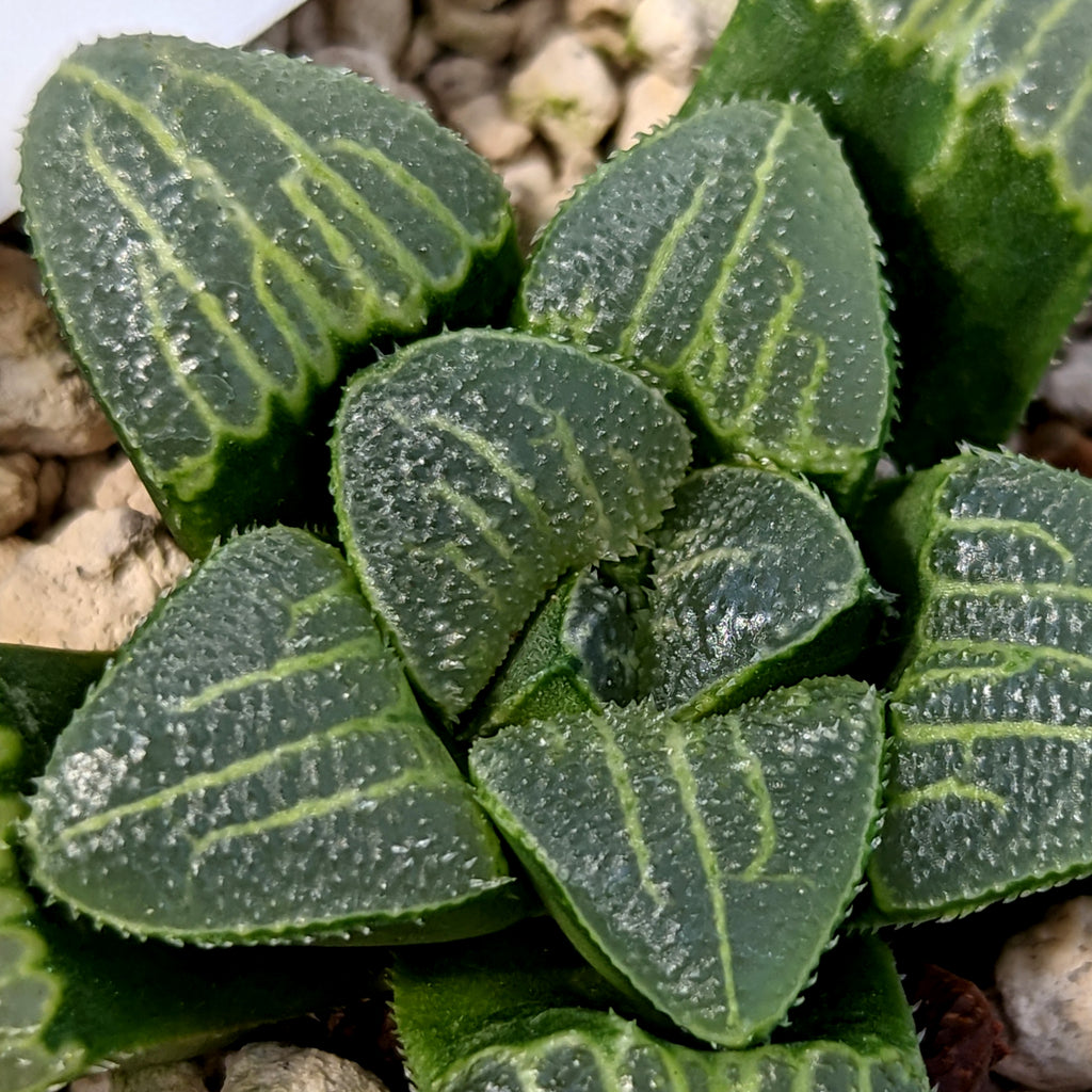 Haworthia  hybrid series PP253 #a15 SOLD OUT