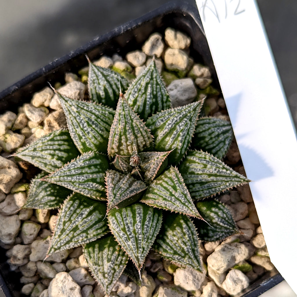 Haworthia  hybrid series PP198 #a12 SOLD OUT