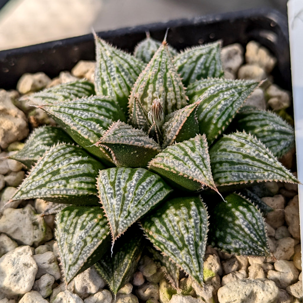 Haworthia  hybrid series PP198 #a12 SOLD OUT
