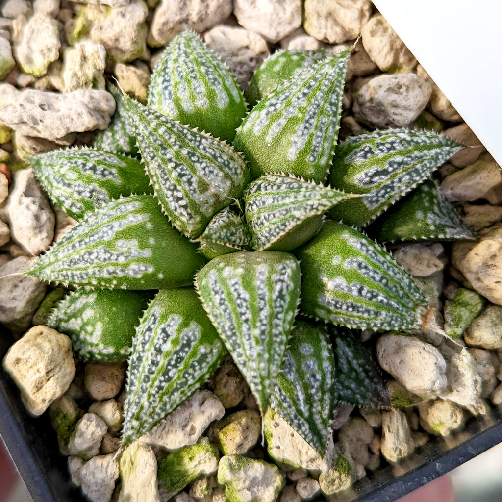 Haworthia  hybrid series PP198 #a13 SOLD OUT