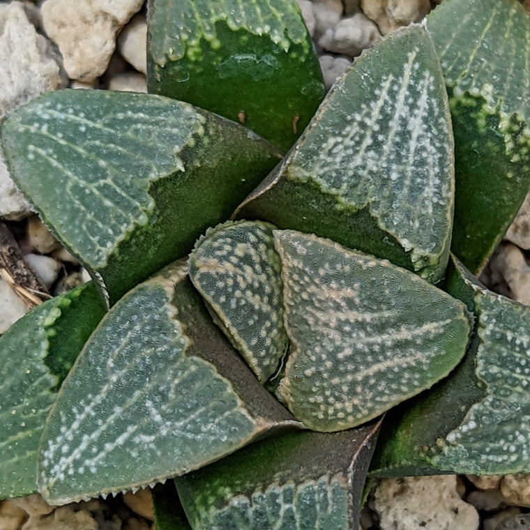 Haworthia groenewaldii hybrid series PP414 #3 SOLD OUT