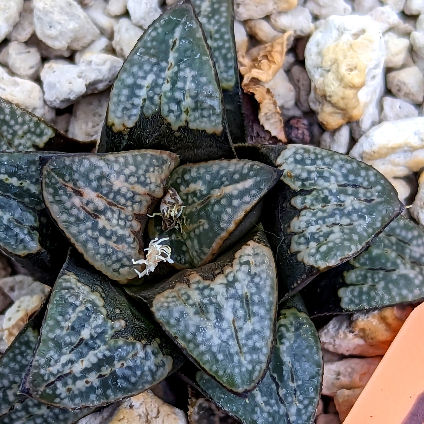 Haworthia  groenewaldii hybrid series PP312  #5 SOLD OUT