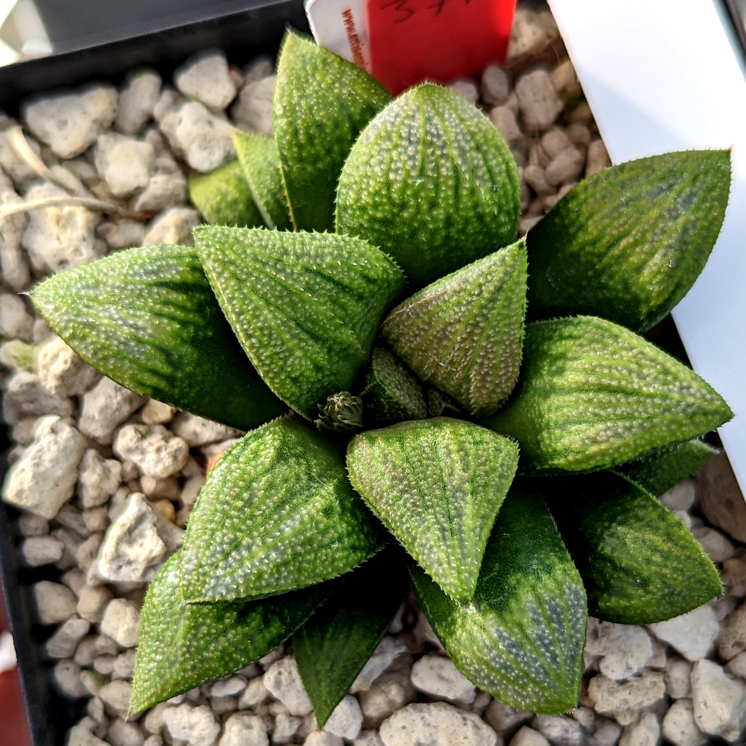 Haworthia  hybrid series PP371 #a5 SOLD OUT