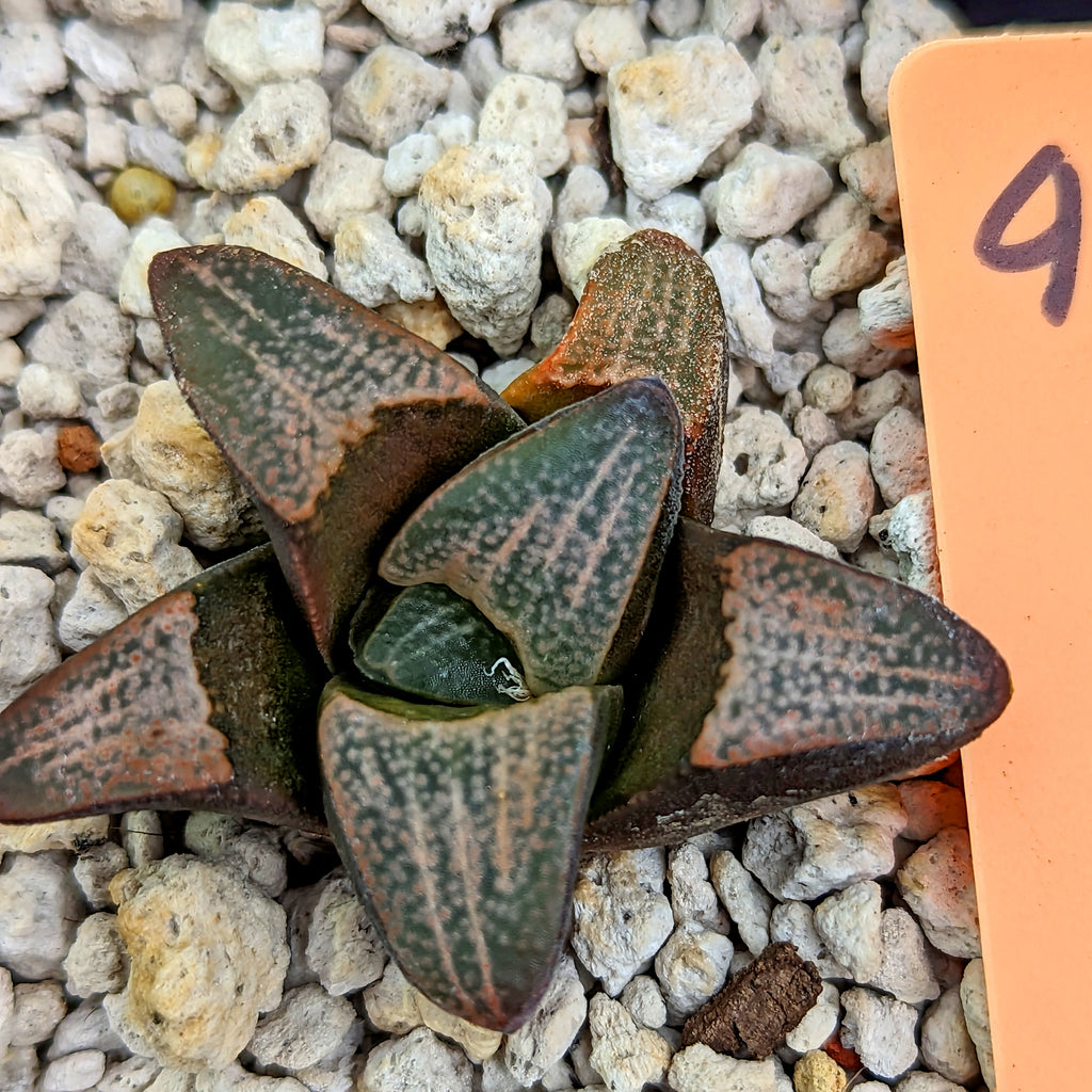 Haworthia  groenewaldii hybrid series PP415  #4 SOLD OUT