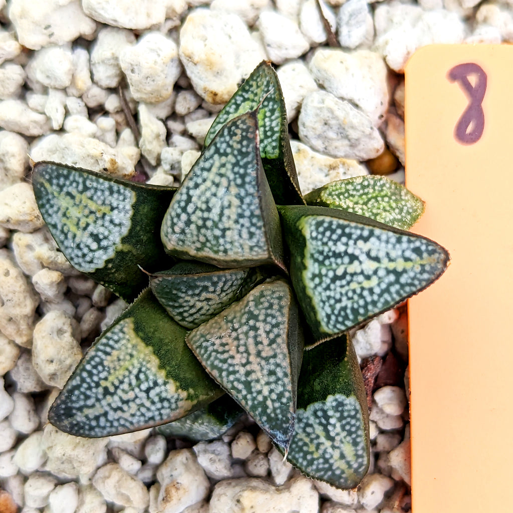 Haworthia  groenewaldii hybrid series PP415  #8 SOLD OUT