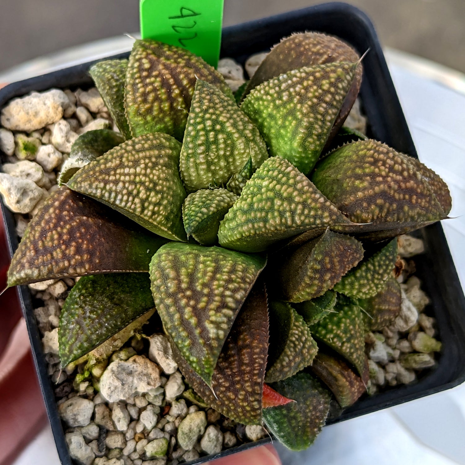 Haworthia  hybrid series PP422 #a16 SOLD OUT