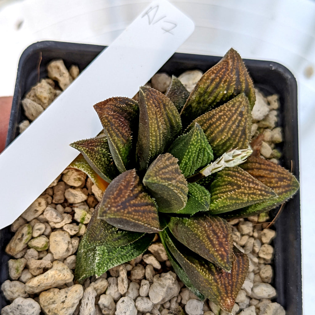 Haworthia  hybrid series PP422 #a17 SOLD OUT