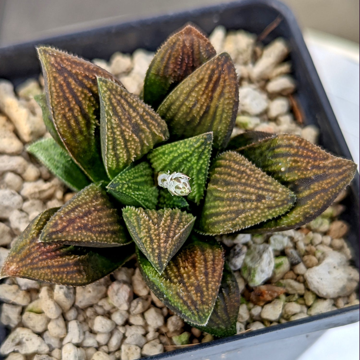 Haworthia  hybrid series PP422 #a17 SOLD OUT