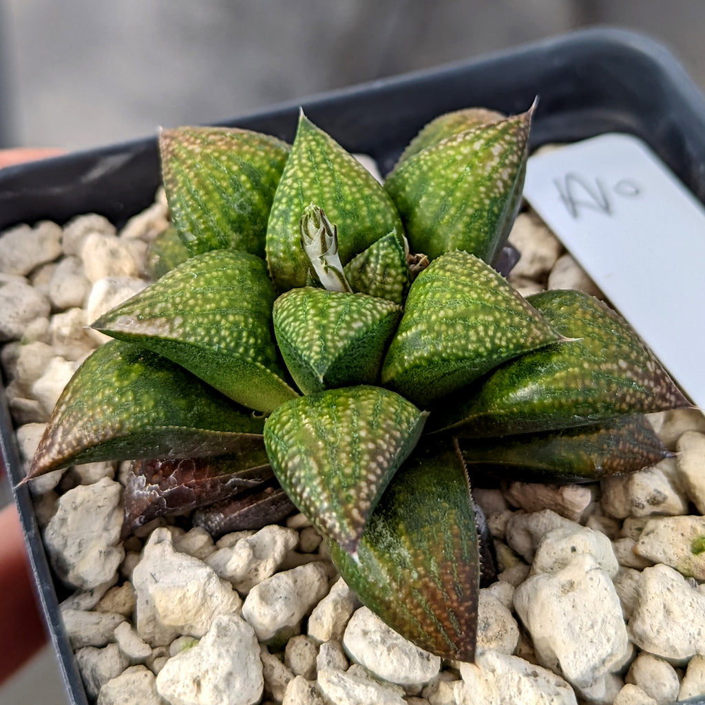 Haworthia  hybrid series PP436 #a10 SOLD OUT