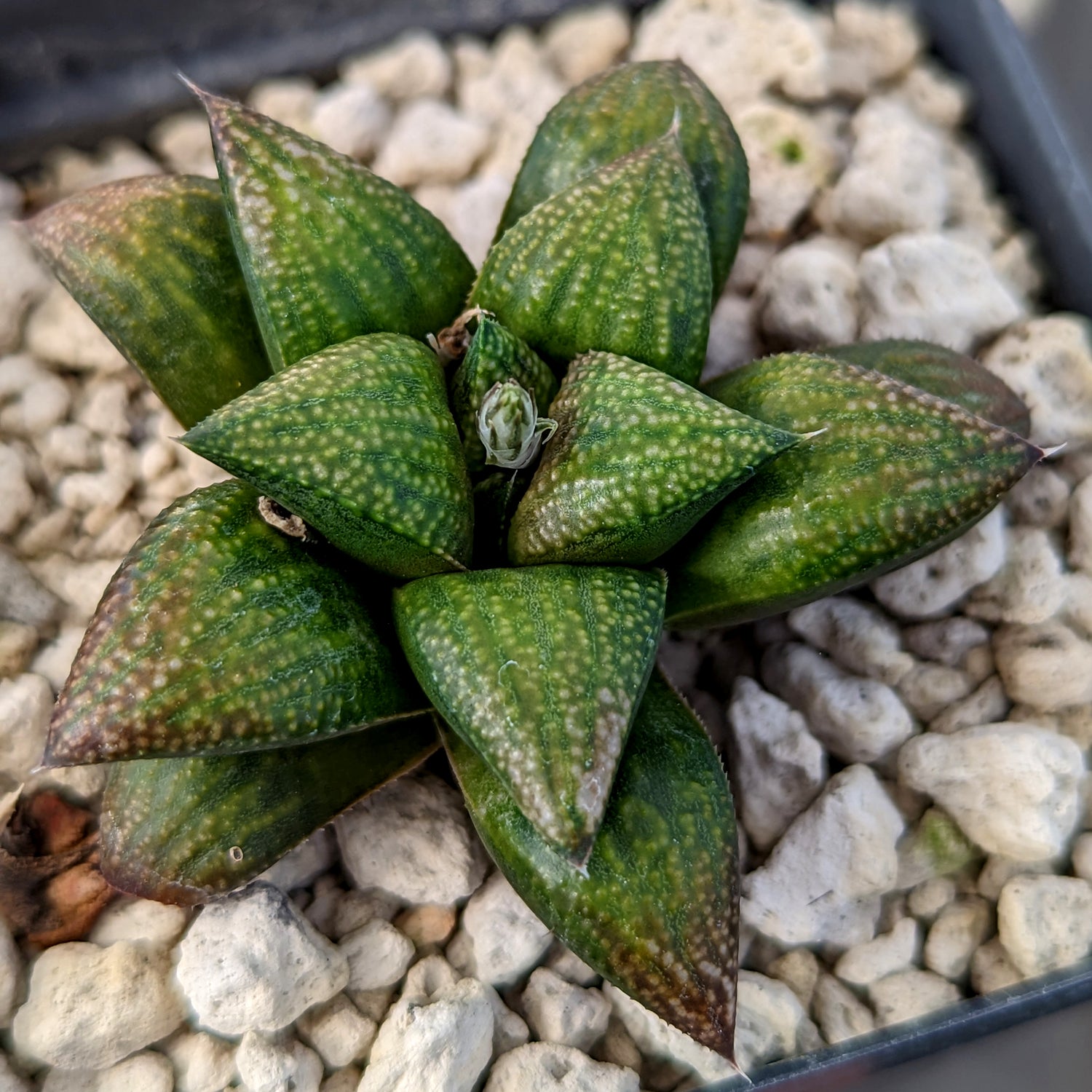 Haworthia  hybrid series PP436 #a10 SOLD OUT
