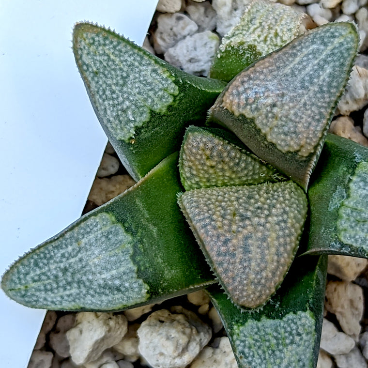 Haworthia groenewaldii hybrid series PP414 #5  SOLD OUT