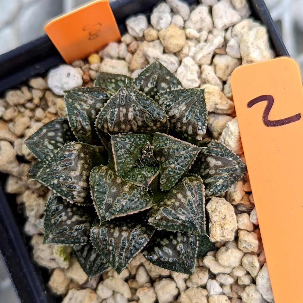 Haworthia groenewaldii hybrid PP501 series #2 SOLD OUT