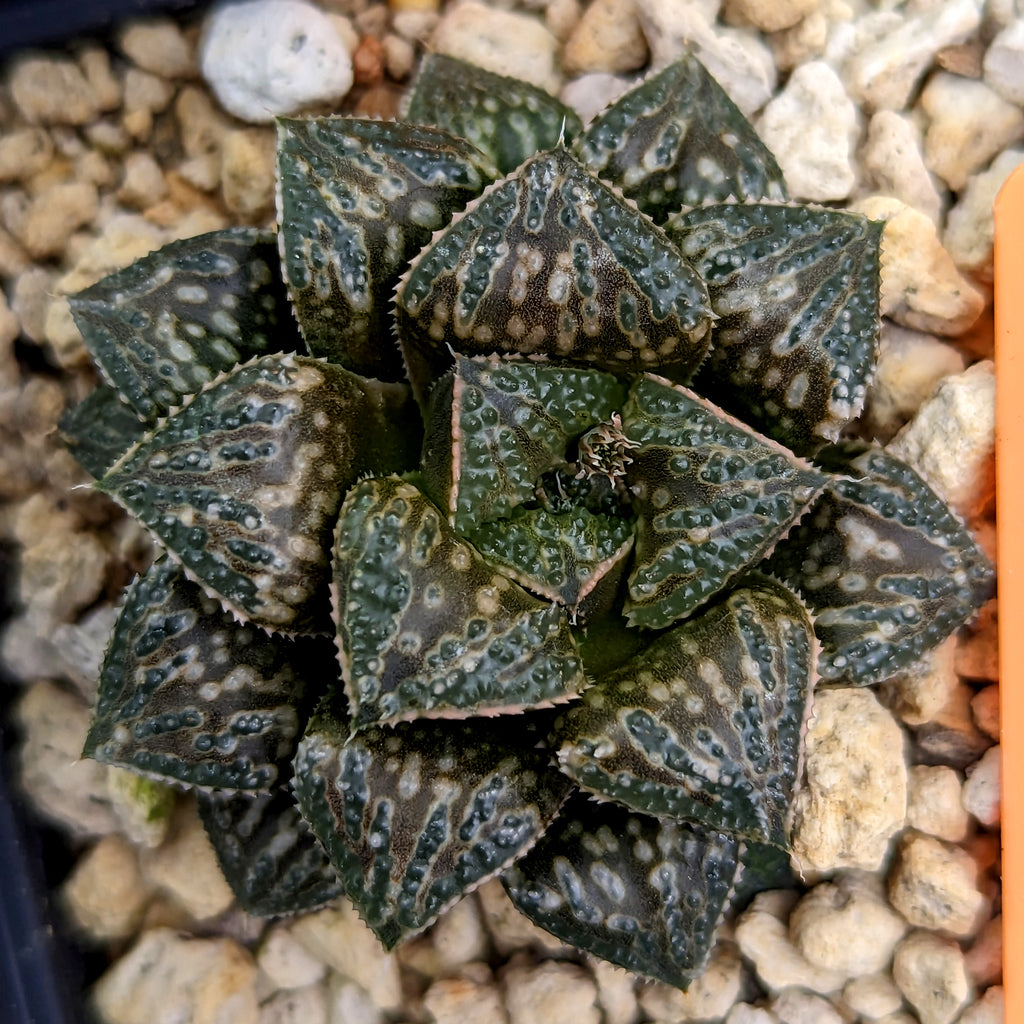 Haworthia groenewaldii hybrid PP501 series #2 SOLD OUT