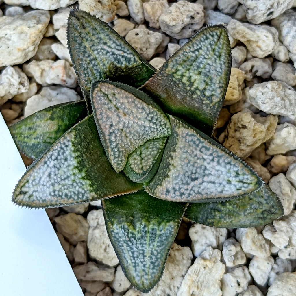 Haworthia groenewaldii hybrid series PP414 #9 SOLD OUT