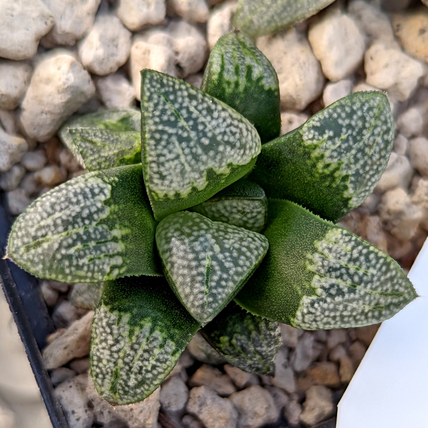 Haworthia  groenewaldii hybrid series PP415  2 young plants #C1  SOLD OUT