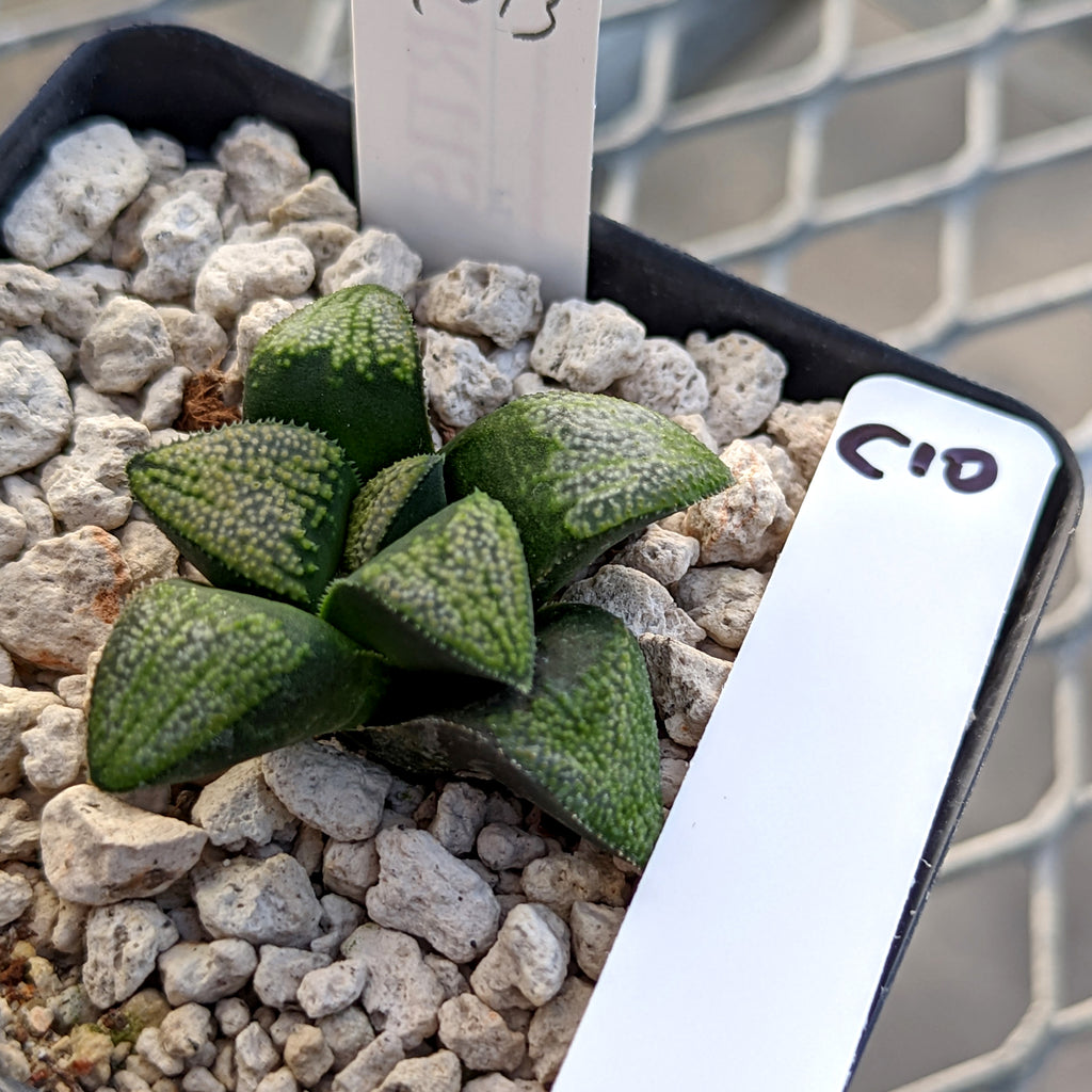 Haworthia  groenewaldii hybrid series PP513  #C10 SOLD OUT